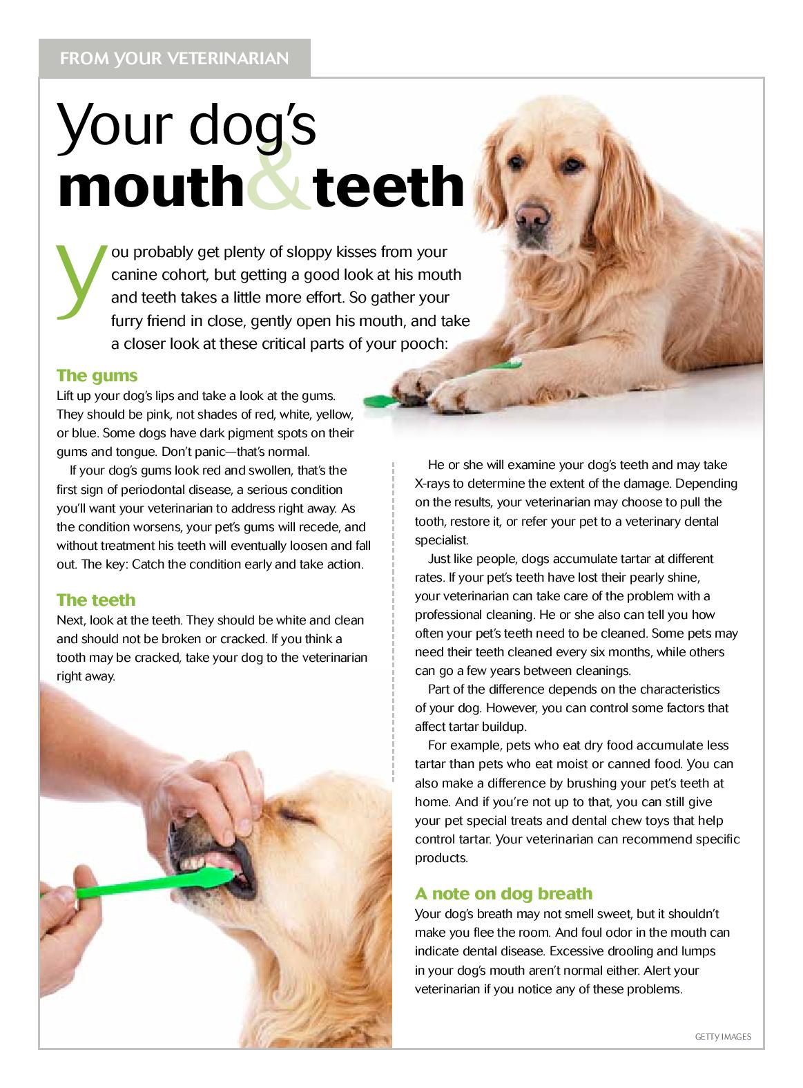 Your Dog's Mouth & Teeth