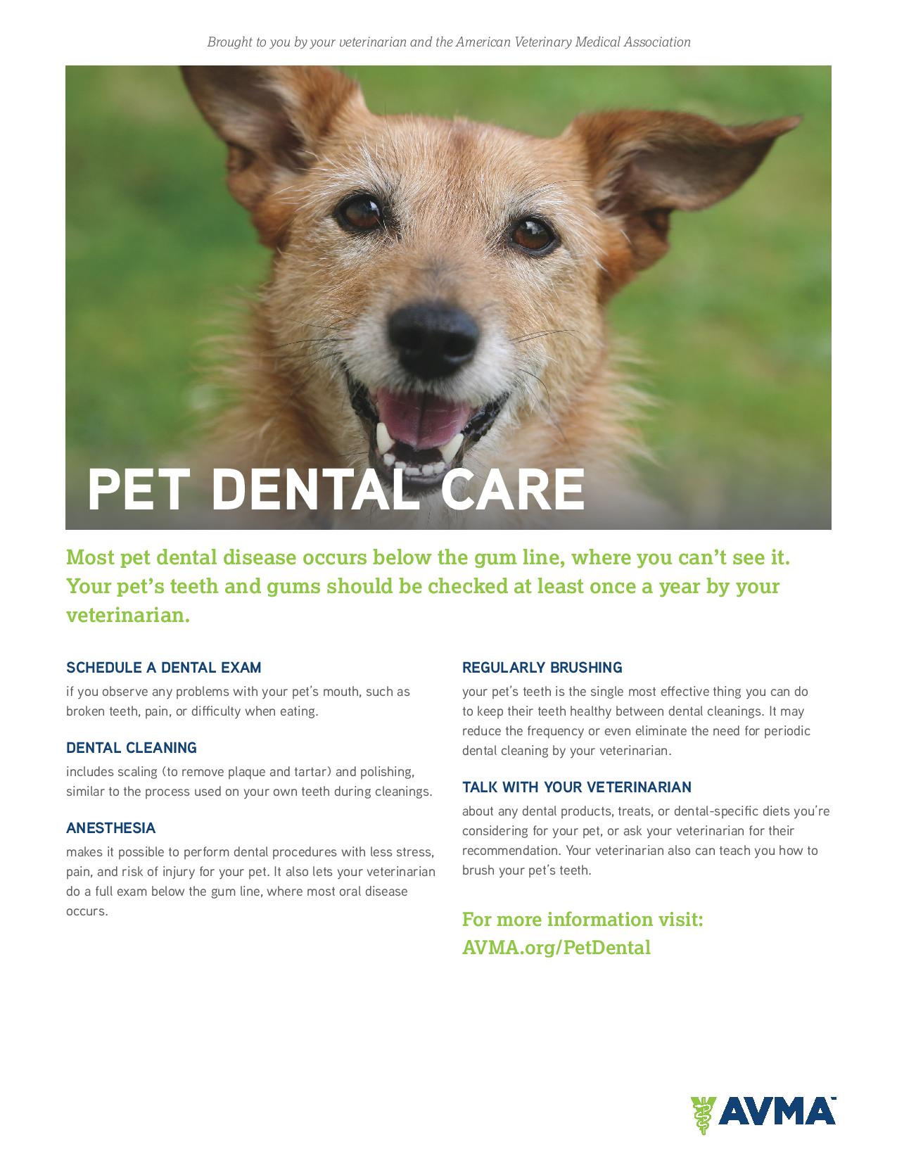 Pet Dental Care Handout