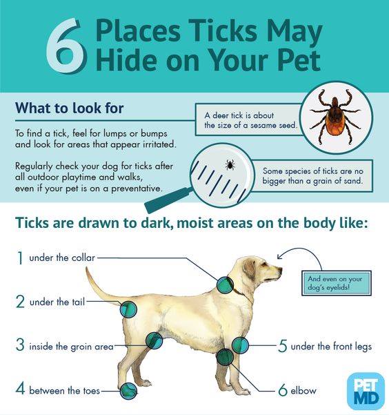 Places Ticks Hide